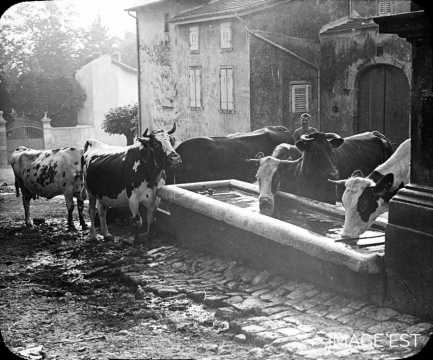 Vaches à l'abreuvoir (Vandoeuvre-lès-Nancy)